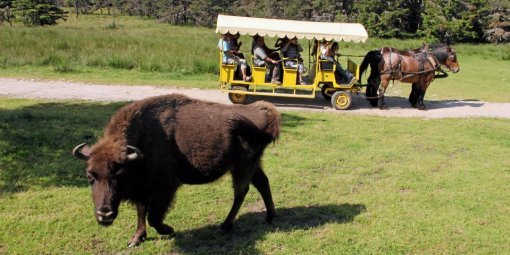 bison